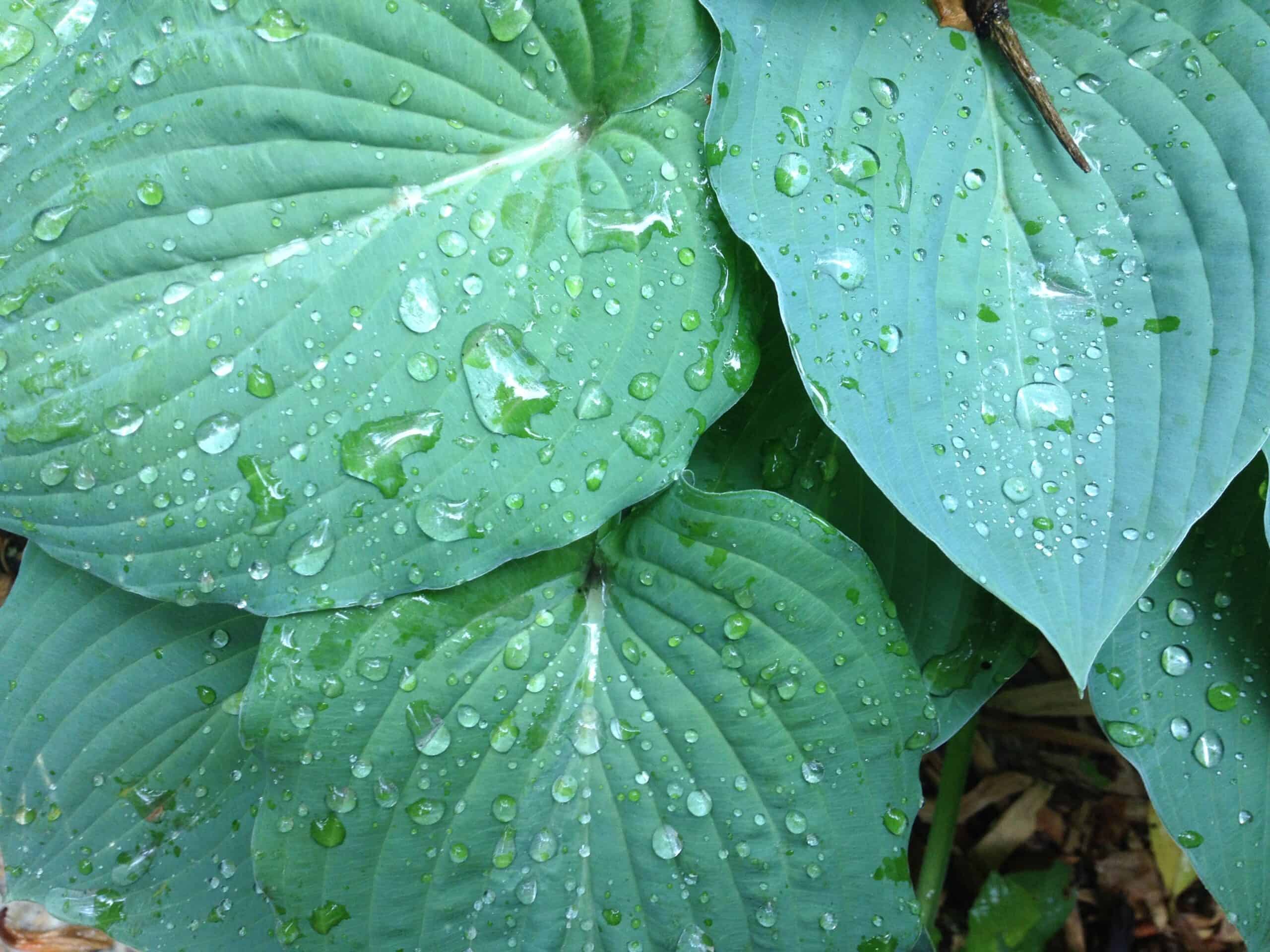 A Hosta, by any other name…
