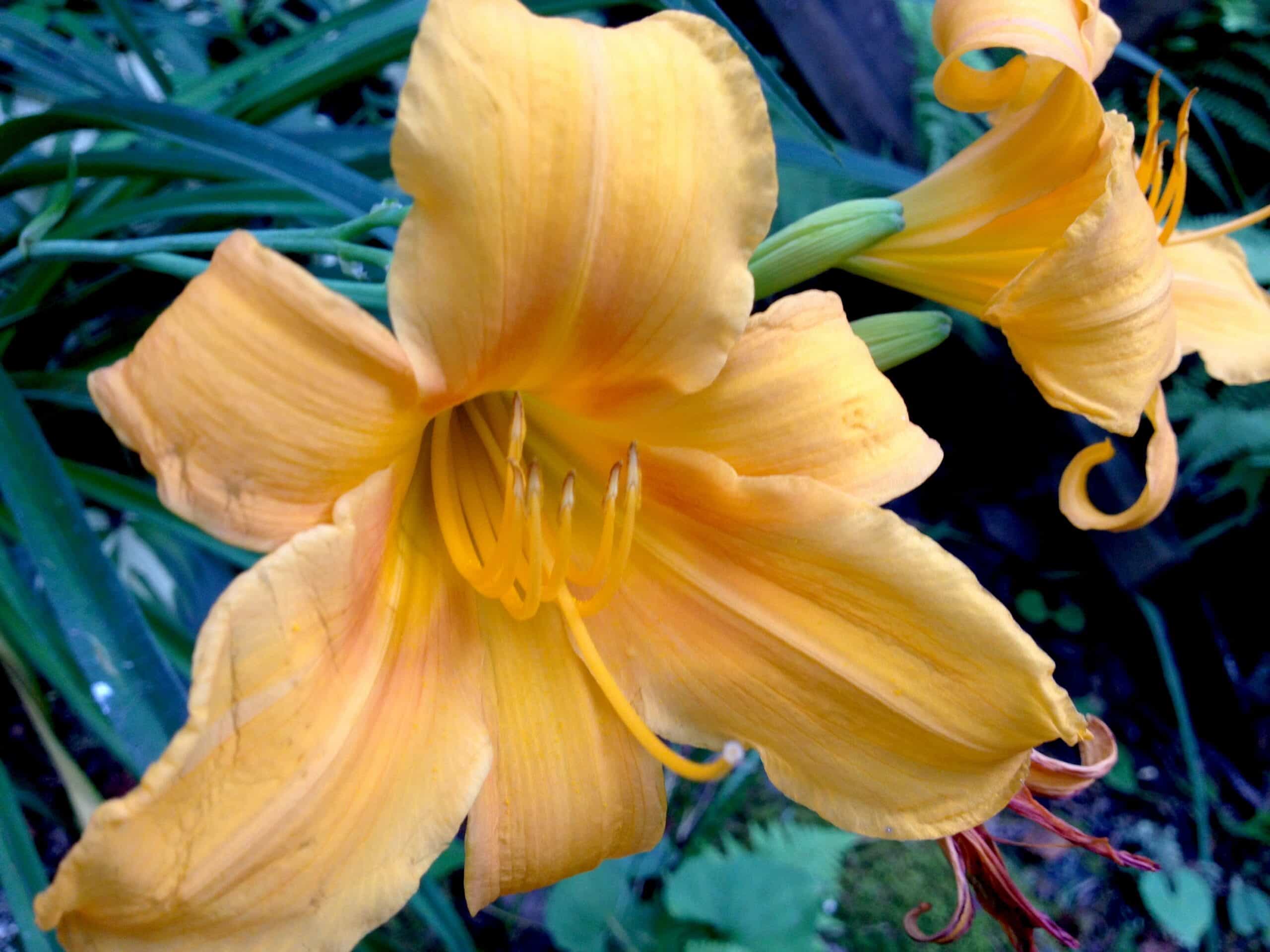 Hello, July! The daylilies have arrived!